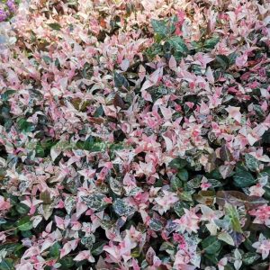 Cây giống thằn lằn cẩm thạch ( cây thằn lằn bông) - CayGiongTot