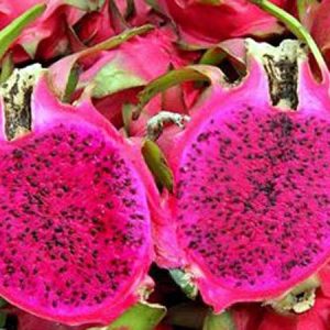 Cây giống thanh long ruột đỏ cao 30-40cm giống chuẩn vỏ đỏ ruột đỏ cho trái sau 9-10 tháng trồng