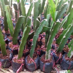 Cây giống thanh long ruột đỏ cao 30-40cm giống chuẩn vỏ đỏ ruột đỏ cho trái sau 9-10 tháng trồng