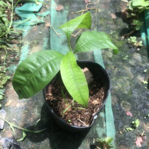 Cây giống thanh trà trái ngọt - Marian plum