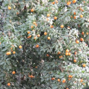 Cây giống thanh trà trái ngọt - Marian plum