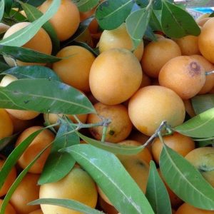 Cây giống thanh trà trái ngọt - Marian plum