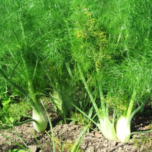 Gói 5g hạt giống rau thì là