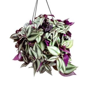 Cây giống thài lài tía - thài lài tím, cây trai đỏ, cây trai tím - Tradescantia pallida - CayGiongTot