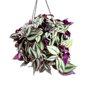 Cây giống thài lài tía - thài lài tím, cây trai đỏ, cây trai tím - Tradescantia pallida - CayGiongTot