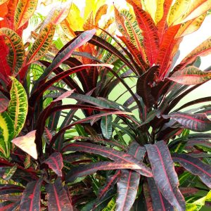 Cây giống cô tòng đuôi lươn (cây lá màu) - CayGiongTot