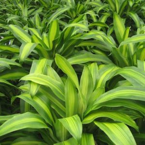 Cây thiết mộc lan sọc vàng - Cây phong thủy để bàn đẹp