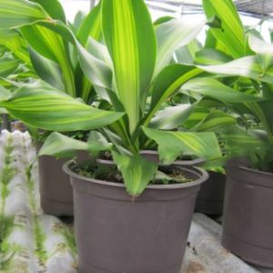 Cây thiết mộc lan sọc vàng - Cây phong thủy để bàn đẹp