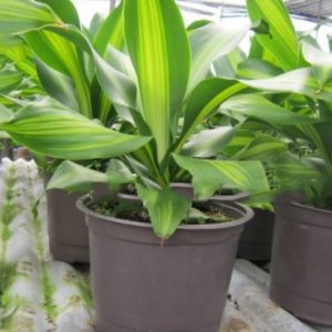 Cây thiết mộc lan sọc vàng - Cây phong thủy để bàn đẹp