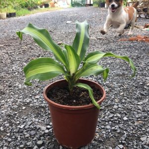 Cây thiết mộc lan sọc vàng - Cây phong thủy để bàn đẹp