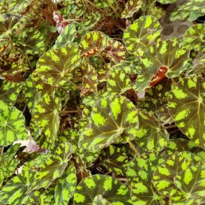 Cây giống Thu Hải Đường Begonia Bowerae Tiger - giống sưu tầm màu độc lạ