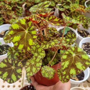 Cây giống Thu Hải Đường Begonia Bowerae Tiger - giống sưu tầm màu độc lạ