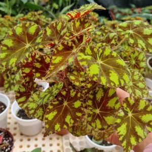 Cây giống Thu Hải Đường Begonia Bowerae Tiger - giống sưu tầm màu độc lạ