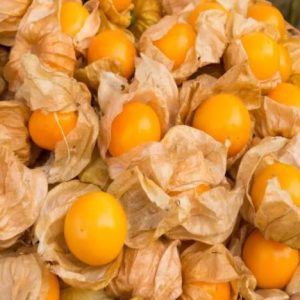 Gói 50  hạt giống Thù Lù Nam Mỹ Gold