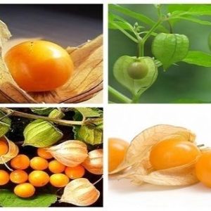 Gói 50  hạt giống Thù Lù 30cm Trồng Chậu Vị Dứa Vàng