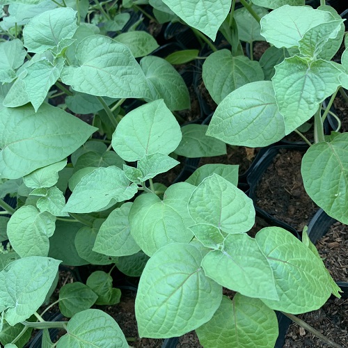 thu-lu-nam-my-1-a3315410-4f7f-46a3-b2ac-2a9126853f59-1