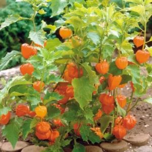 Gói 50  hạt giống Thù Lù Nam Mỹ Gold