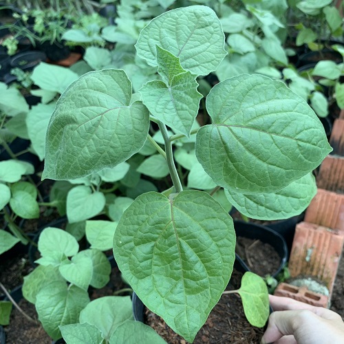 Cây giống Thù Lù Nam Mỹ - Tầm bóp Nam Mỹ - Golden Berry