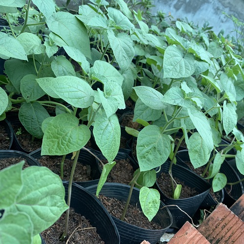 Cây giống Thù Lù Nam Mỹ - Tầm bóp Nam Mỹ - Golden Berry