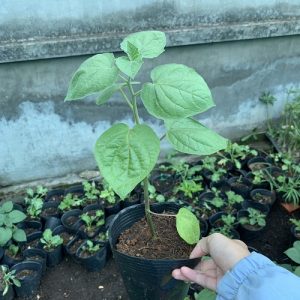 Cây giống Thù Lù Nam Mỹ - Tầm bóp Nam Mỹ - Golden Berry