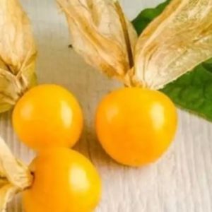 Gói 50  hạt giống Thù Lù Nam Mỹ Gold