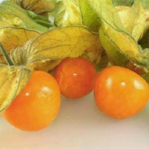 Cây giống Thù Lù Nam Mỹ - Tầm bóp Nam Mỹ - Golden Berry