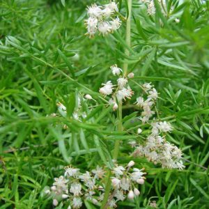 [Cây phong thủy] Thiên Môn Đông - CayGiongTot