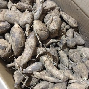 Combo 5 củ thược dược