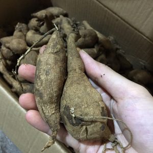 Combo 5 củ thược dược