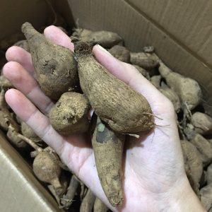 Combo 5 củ thược dược