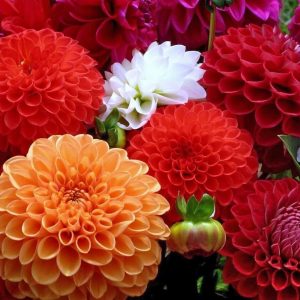 Gói 50 hạt giống hoa cúc thược dược nhiều màu