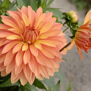 Gói 50 hạt giống hoa cúc thược dược nhiều màu