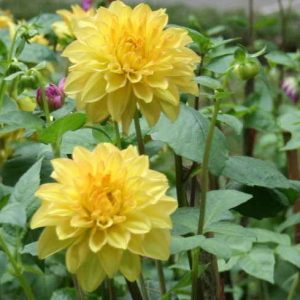 Gói 50 hạt giống hoa cúc thược dược nhiều màu