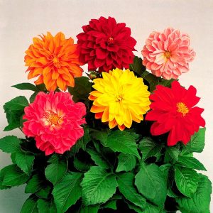 Gói 50 hạt giống hoa cúc thược dược nhiều màu