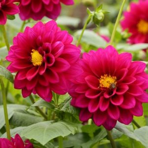 Gói 50 hạt giống hoa cúc thược dược nhiều màu