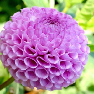 Gói 50 hạt giống hoa thược dược tổ ong nhiều màu