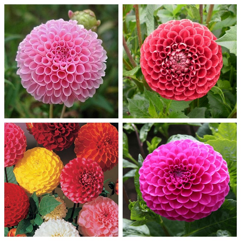 Gói 50 hạt giống hoa thược dược tổ ong nhiều màu