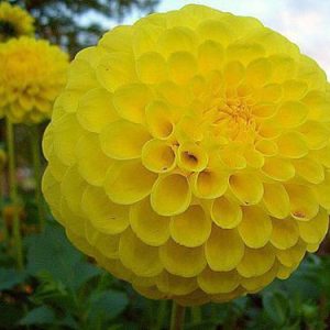 Gói 50 hạt giống hoa thược dược tổ ong nhiều màu