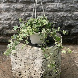 Chậu Dây Thường Xuân - Jacaranda mimosifolia - Cây cảnh đẹp, dễ chơi, dễ chăm - Giao kèm chậu treo như hình