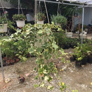 Chậu Dây Thường Xuân - Jacaranda mimosifolia - Cây cảnh đẹp, dễ chơi, dễ chăm - Giao kèm chậu treo như hình