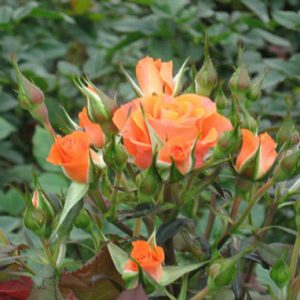 Combo 10 cây hoa hồng tỉ muội siêu bông (giâm cành, rễ bầu, thân dài 15cm, cây khỏe) - tặng 2 cây và 1 gói kích rễ