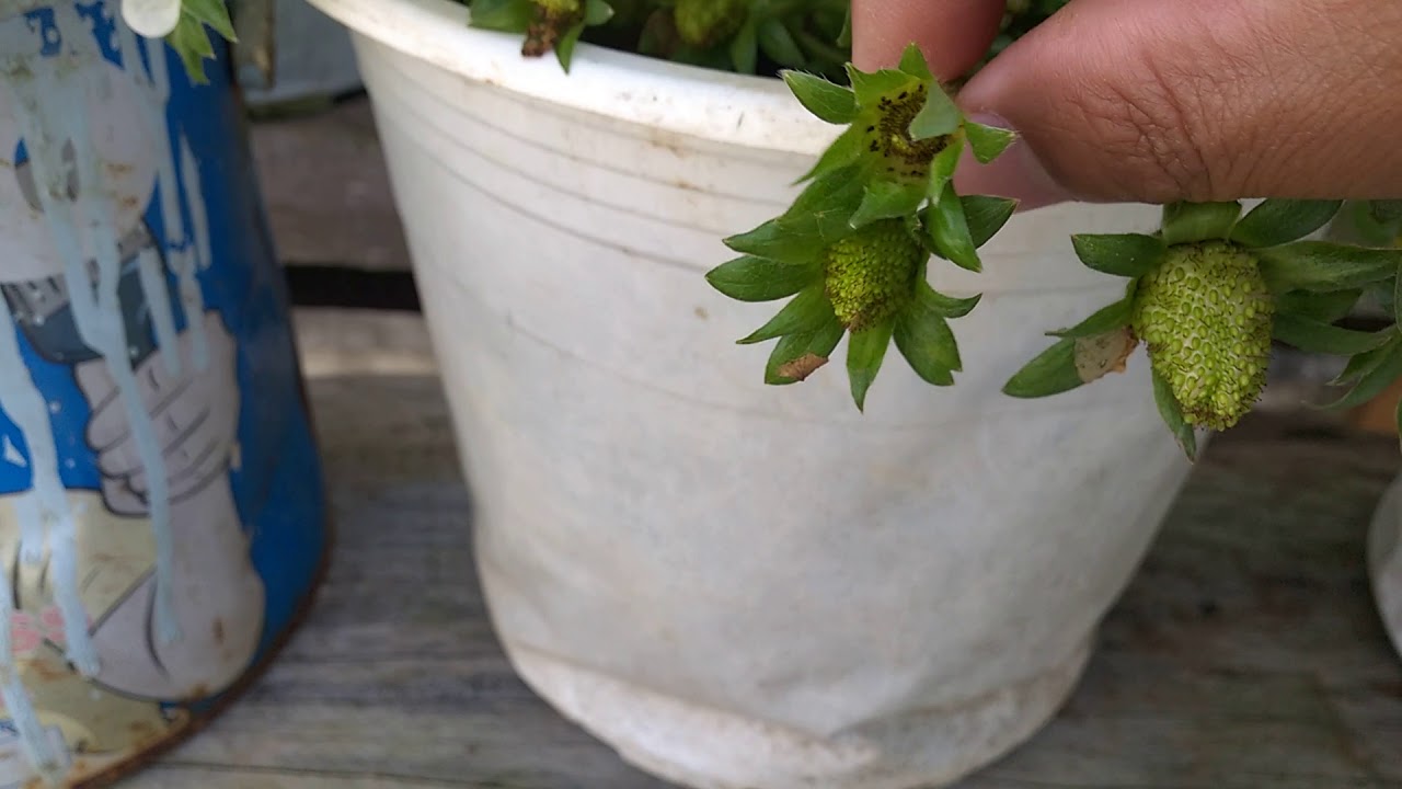 tia-hoa-4 NGÓ DÂU TÂY CHỊU NHIỆT