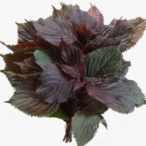 Gói 1g hạt giống tía tô