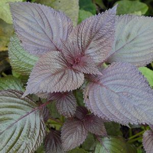 Gói 1g hạt giống tía tô