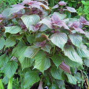 Gói 1g hạt giống tía tô