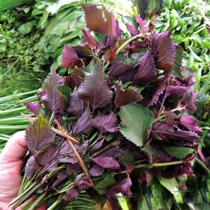 Gói 1g hạt giống tía tô