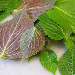 Gói 1g hạt giống tía tô