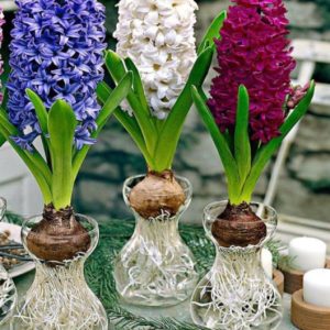 Củ tiên ông đã có mầm trồng nước - đủ 4 màu xanh, đỏ, hồng, tím - giao kèm bình thủy tinh như hình