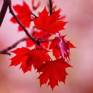 Cây giống Phong Lá Đỏ bonsai đã thuần khí hậu Việt Nam