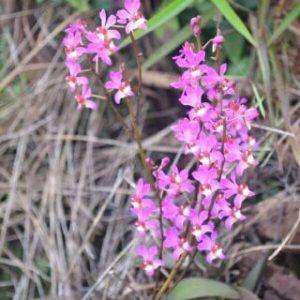 Combo 50 Lan Rừng - Tiểu Hồ Điệp Mini - Cây giống khoẻ, dễ trồng